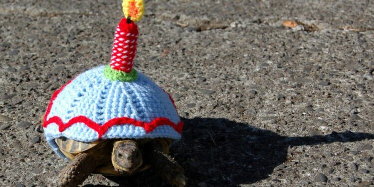 Comment faire pour qu'une tortue ne s'ennuie pas ?