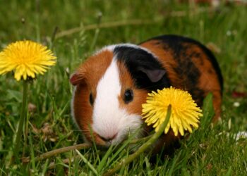 Comment faire pour rendre heureux un cochon d'Inde ?