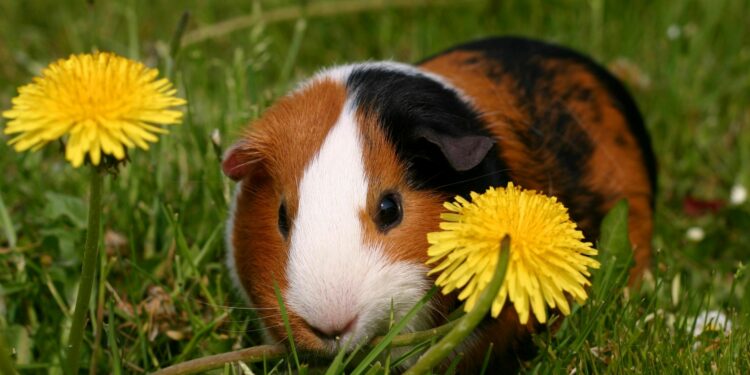 Comment faire pour rendre heureux un cochon d'Inde ?