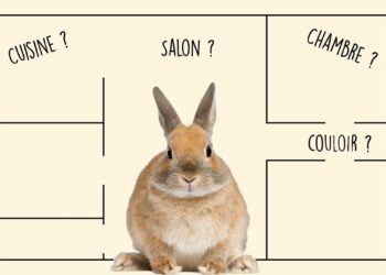 Comment faire pour rendre un lapin heureux ?