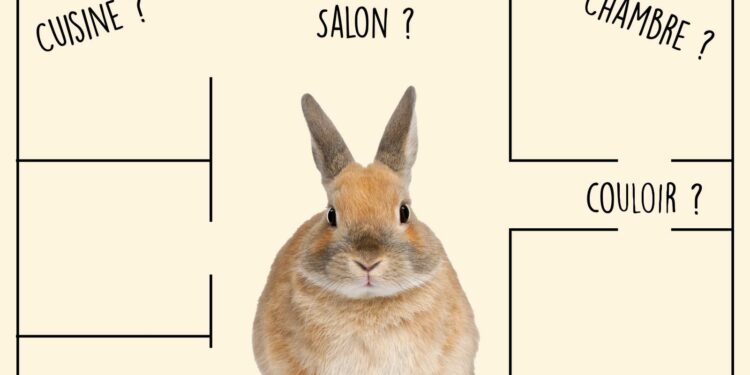 Comment faire pour rendre un lapin heureux ?