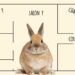 Comment faire pour rendre un lapin heureux ?