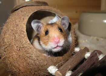 Comment faire pour retrouver son hamster ?