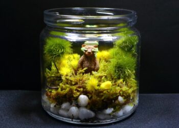 Comment faire pousser de la mousse dans un terrarium ?