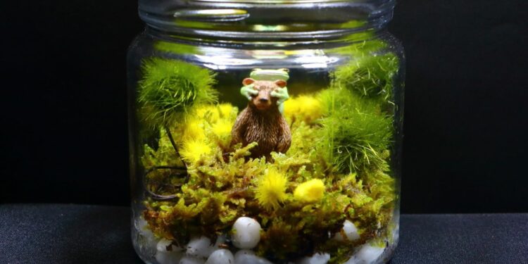 Comment faire pousser de la mousse dans un terrarium ?