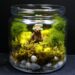 Comment faire pousser de la mousse dans un terrarium ?