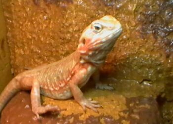 Comment faire prendre un bain à un pogona ?