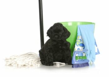 Comment faire quand son chien n'est pas propre ?