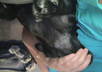 Comment faire quand un chien perd trop de poils ?