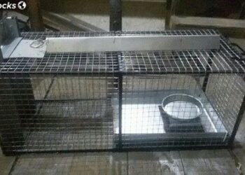 Comment faire rentrer un chat dans une cage trappe ?