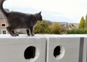 Comment faire rentrer un chat la nuit ?