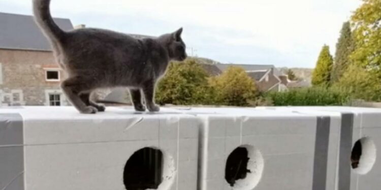 Comment faire rentrer un chat la nuit ?