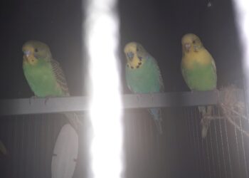 Comment faire reproduire des perruches ondulées ?