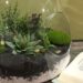 Comment faire revivre un terrarium ?