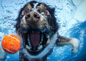 Comment faire sauter son chien dans l'eau ?