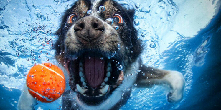 Comment faire sauter son chien dans l'eau ?