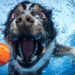 Comment faire sauter son chien dans l'eau ?