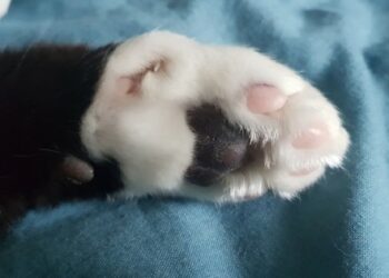 Comment faire si mon chat boite ?