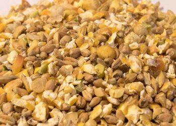 Comment faire son mélange poule pondeuse ?