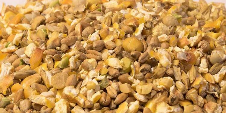 Comment faire son mélange poule pondeuse ?