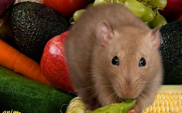 Comment faire sortir le rat de sa cachette ?