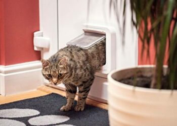 Comment faire sortir son chat sans chatière ?