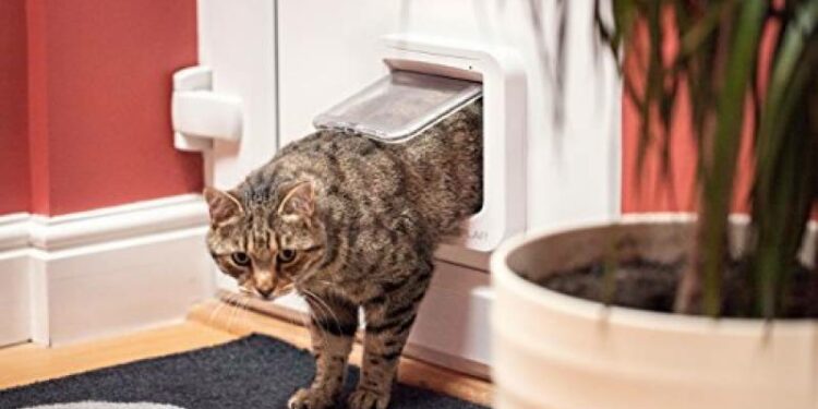 Comment faire sortir son chat sans chatière ?