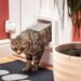 Comment faire sortir son chat sans chatière ?