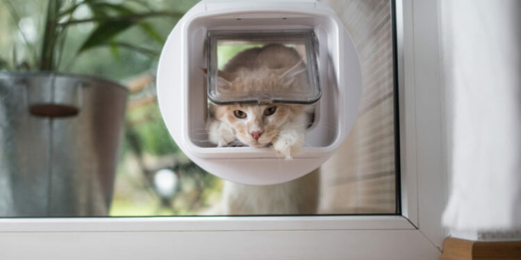 Comment faire sortir son chat sans chatière ?