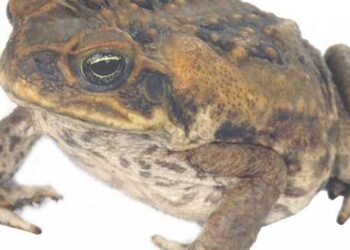 Comment faire sortir un crapaud de la maison ?