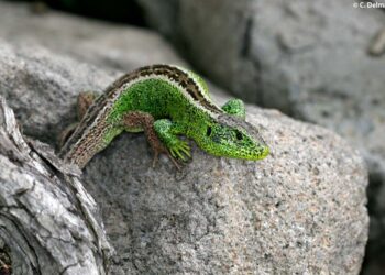 Comment faire sortir un lézard de sa cachette ?