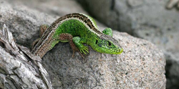 Comment faire sortir un lézard de sa cachette ?
