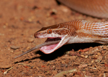 Comment faire sortir un serpent d'une maison ?