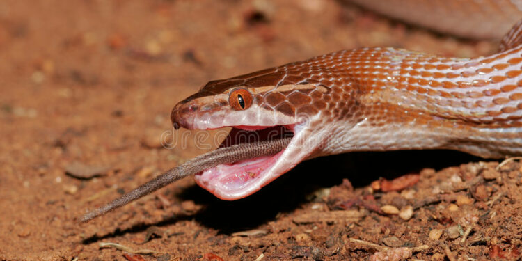 Comment faire sortir un serpent d'une maison ?