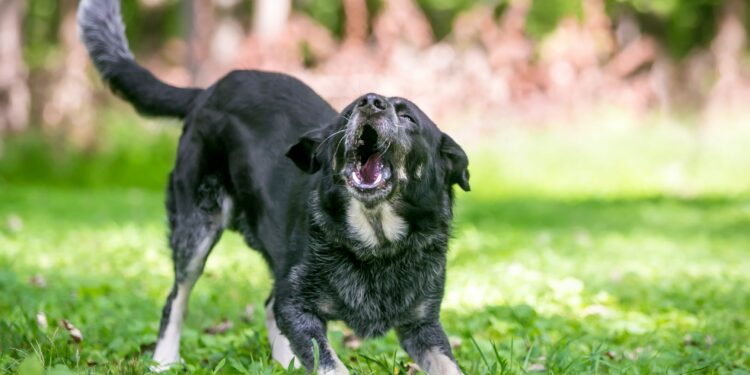 Comment faire taire un chien qui aboie continuellement ?