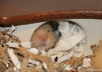 Comment faire taire un hamster ?