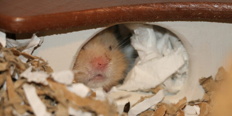 Comment faire taire un hamster ?