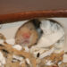Comment faire taire un hamster ?