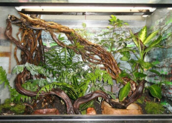 Comment faire terrarium ferme ?