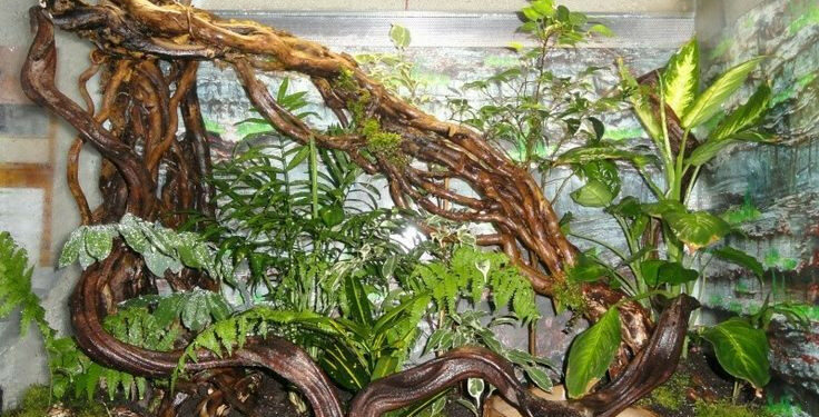 Comment faire terrarium ferme ?