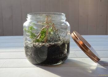 Comment faire un Paludarium ?