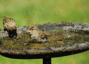 Comment faire un abreuvoir avec une bouteille d'eau ?
