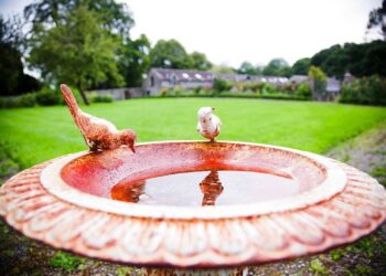 Comment faire un abreuvoir avec une bouteille d'eau ?