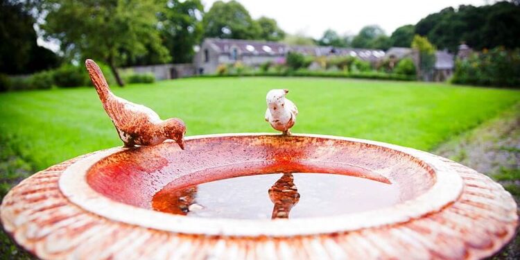 Comment faire un abreuvoir avec une bouteille d'eau ?