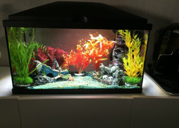 Comment faire un aquarium avec des plantes ?