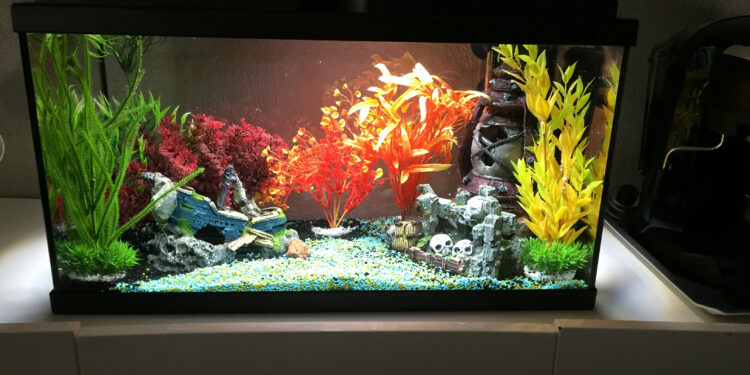 Comment faire un aquarium avec des plantes ?