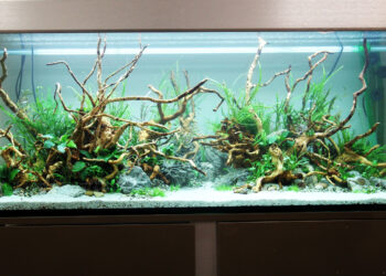 Comment faire un aquarium parfait ?