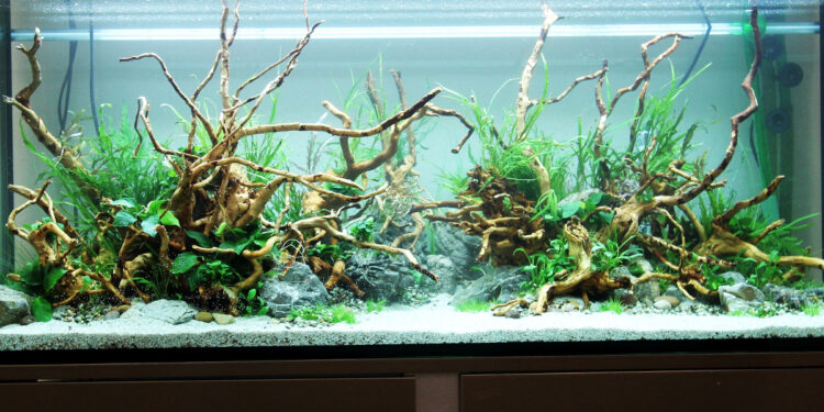Comment faire un aquarium parfait ?