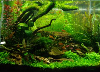 Comment faire un aquarium sans poisson ?
