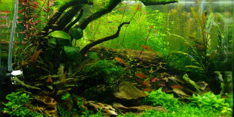 Comment faire un aquarium sans poisson ?